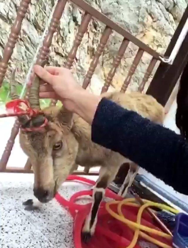 Bitkin yavru dağ keçisine bakım yapıp, doğaya saldılar