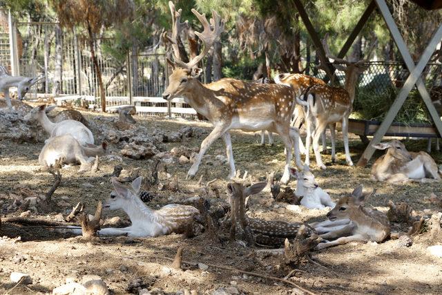 'Antalya Hayvanat Bahçesi Kapatılsın' kampanyası