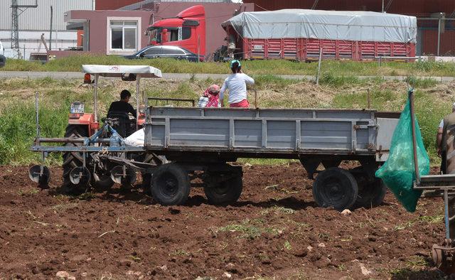 Polis, patates başakçılarını tarladan zorla çıkardı