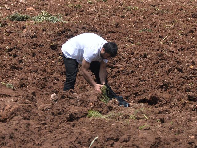 Polis, patates başakçılarını tarladan zorla çıkardı