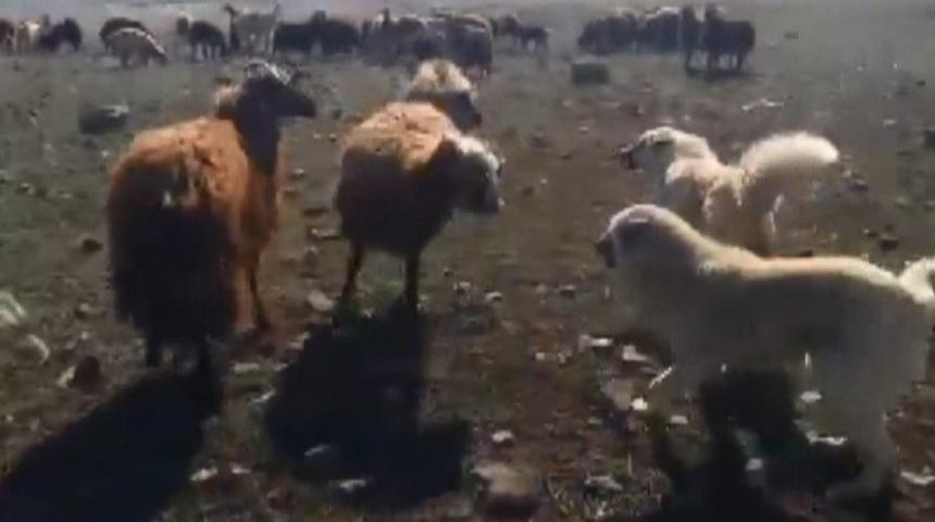 Ko&ccedil;ların kavgasını &ccedil;oban k&ouml;pekleri ayırdı