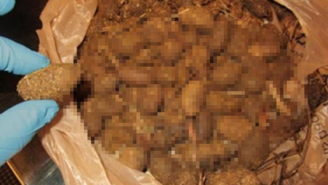 Havalimanı'nda b&uuml;y&uuml;k şok! Koklayanın burnu d&uuml;şt&uuml;