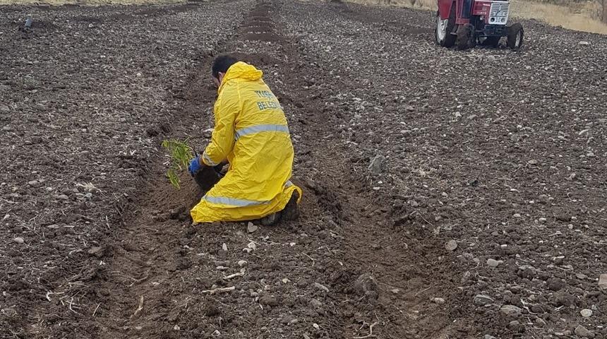 Tuşba Belediyesinden &lsquo;Model Ceviz Bah&ccedil;esi&rsquo; projesi