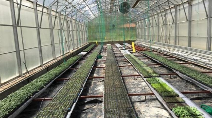 Üniversitede yerli tohumla üretilen, sebze fideleri satışa çıktı