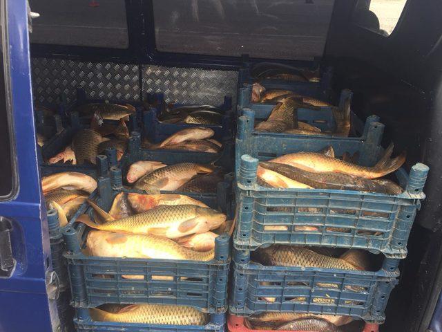 Sağlıksız koşullarda taşınan 1 ton 200 kilo balık imha edildi