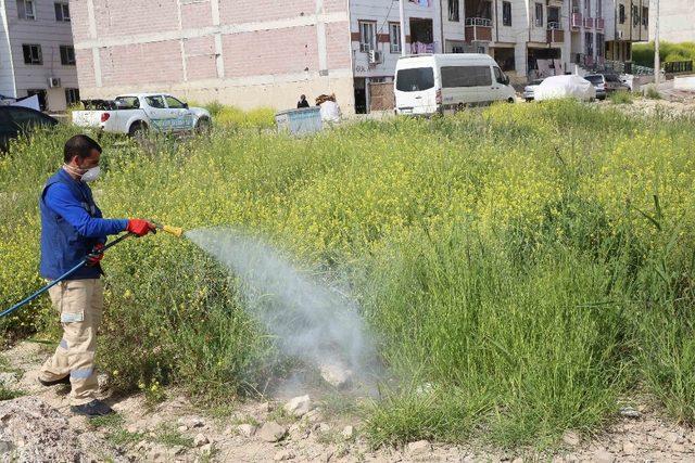 Haliliye’de haşereyle mücadele sürüyor