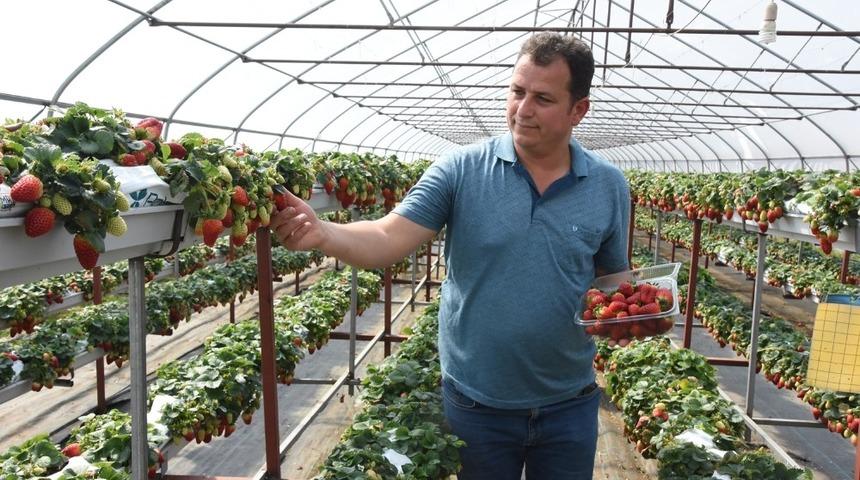 Sinop’ta topraksız çilek üretimi başladı