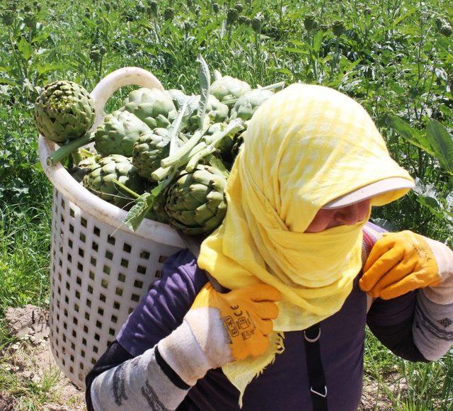 Aydın’da enginar işçileri 1 Mayıs’ı tarlada geçirdi