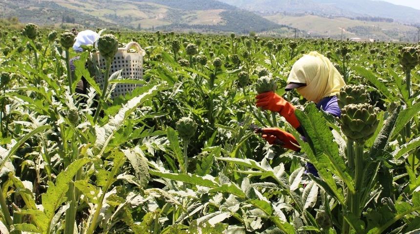 Aydın’da enginar işçileri 1 Mayıs’ı tarlada geçirdi