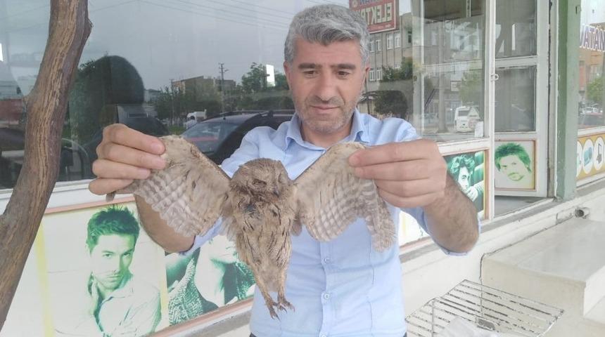 Bulduğu halsiz baykuşu besleyip doğaya bıraktı