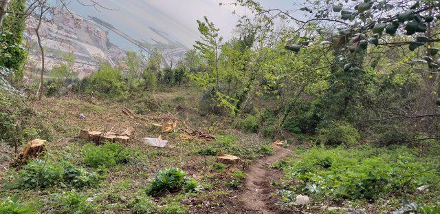 Trabzon'da kaçak kesilen 22 akasya ağacı için yasal süreç başlatılıyor