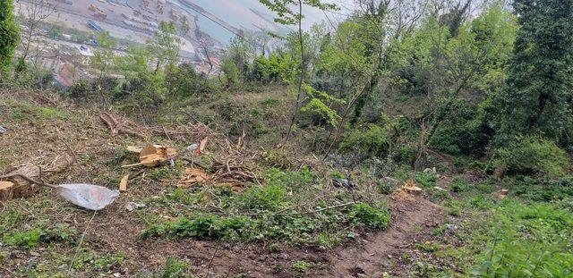 Trabzon'da kaçak kesilen 22 akasya ağacı için yasal süreç başlatılıyor