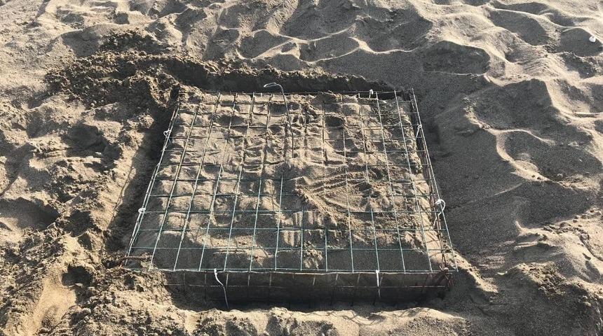 Muğla&rsquo;da Caretta Carettaların yuvalama d&ouml;nemi başladı