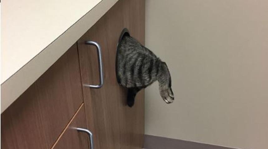 Veterinerden kaçmak için öyle bir yere saklandılar ki... 