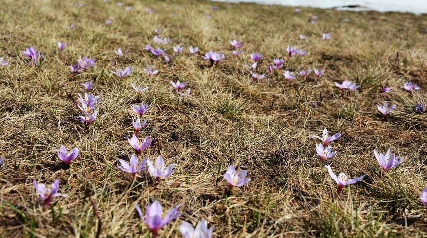 Vargel çiçekleri açmaya başladı