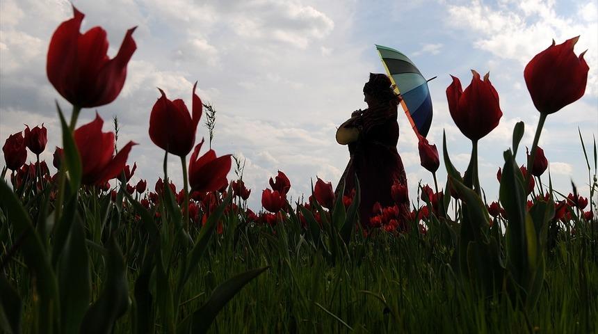 Bingöl'de kırmızı lale zamanı 