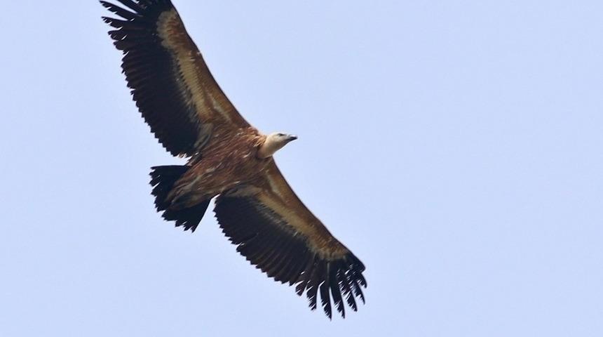 Hersek lag&uuml;n&uuml;nde kızıl akbaba s&uuml;rprizi