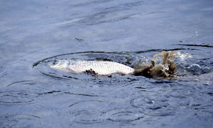 Balıkçılar, çaya yumurta bırakan sazanlar için nöbette G2