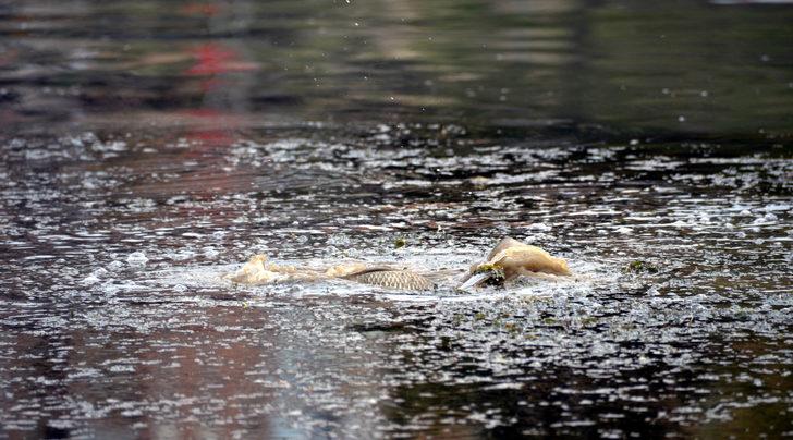 Balıkçılar, çaya yumurta bırakan sazanlar için nöbette G3