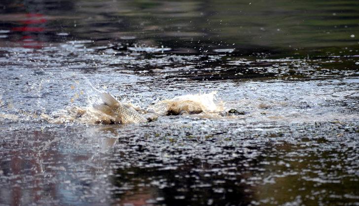Balıkçılar, çaya yumurta bırakan sazanlar için nöbette G4