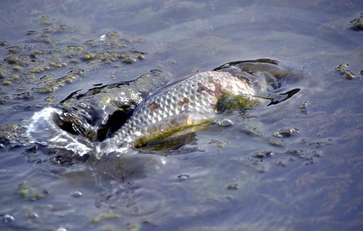 Balıkçılar, çaya yumurta bırakan sazanlar için nöbette G1