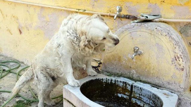 Suyunu tas yerine çeşmeden içen köpek