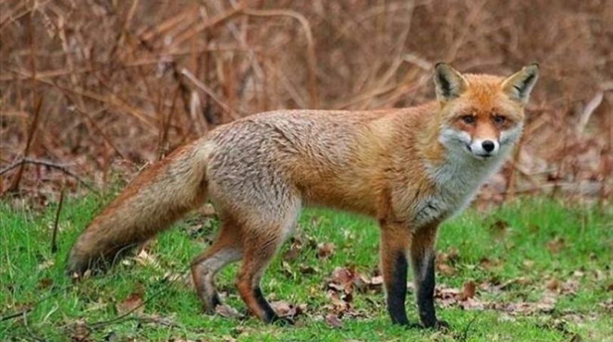 Muğla&rsquo;da yabani hayvanlar kuduza karşı havadan aşılanacak