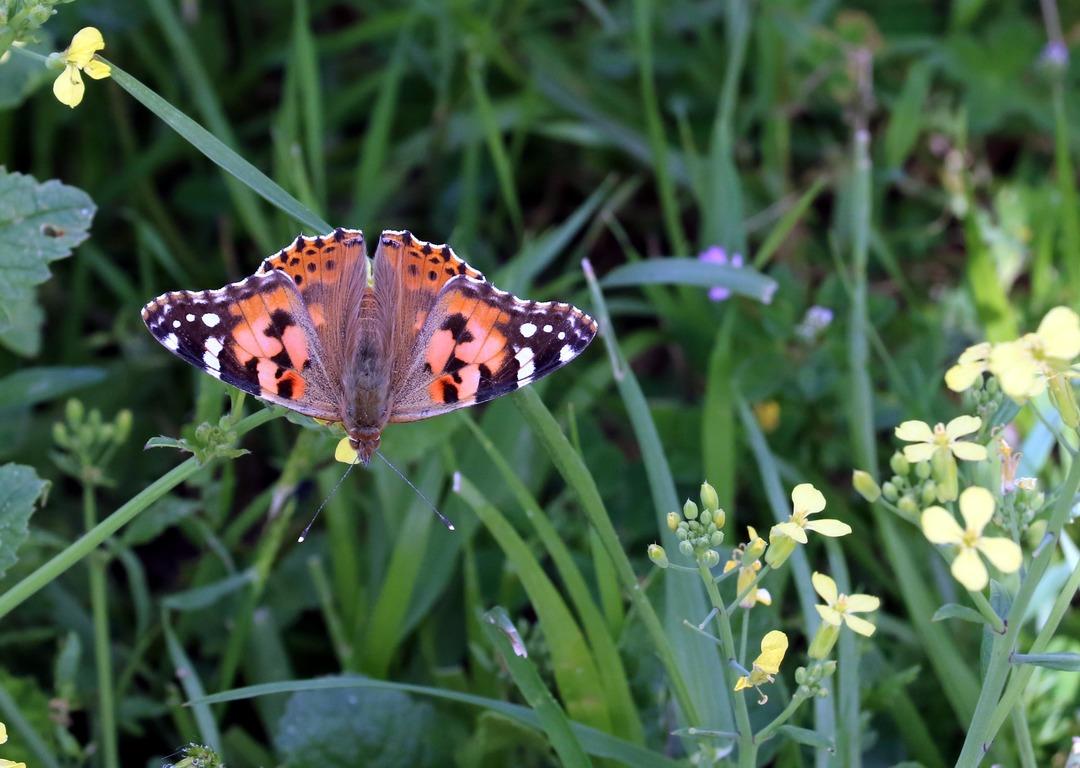  Samsun&rsquo;da &lsquo;kelebek&rsquo; istilası! Orman M&uuml;d&uuml;rl&uuml;ğ&uuml;'nden a&ccedil;ıklama geldi