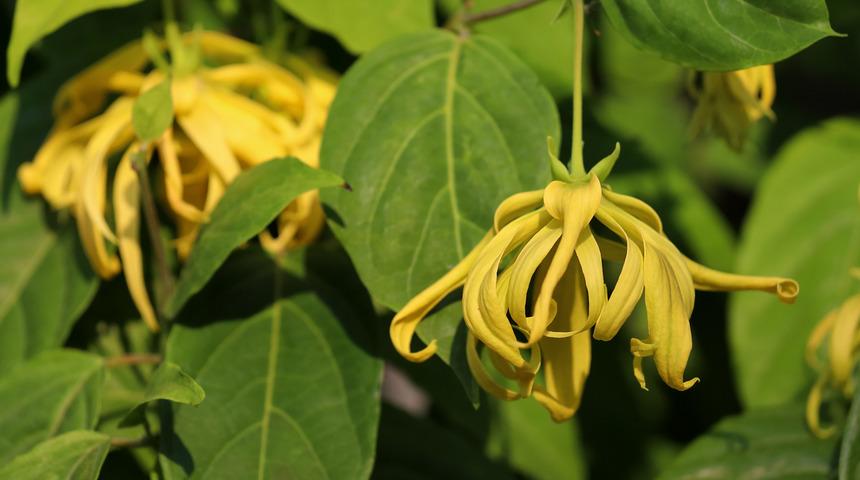 Uykuyu düzenleyen, stresi azaltan 6 koku
