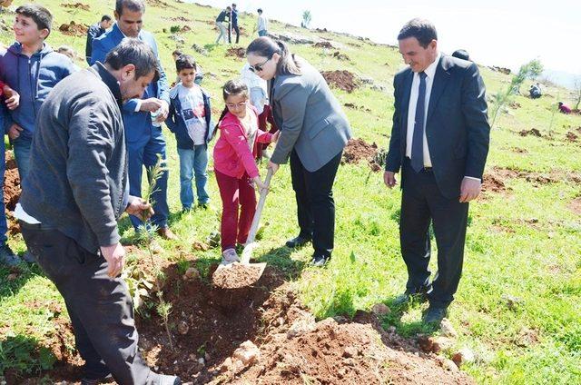 Heykel Dağı eteklerine bin fidan dikildi