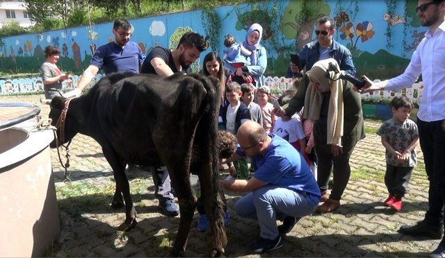 Anaokulu öğrencileri süt sağmayı öğrendi