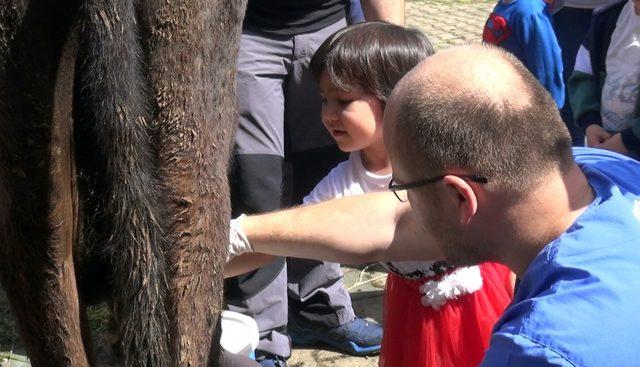 Anaokulu öğrencileri süt sağmayı öğrendi