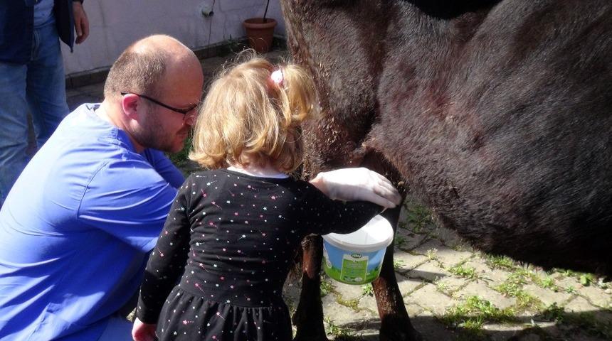 Anaokulu &ouml;ğrencileri s&uuml;t sağmayı &ouml;ğrendi