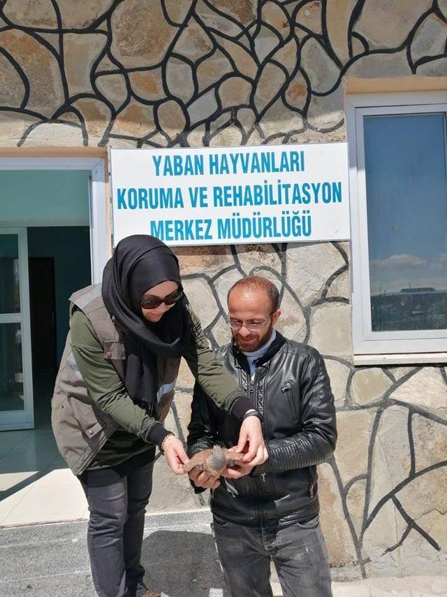 Öğretmenler tarafından yaralı olarak bulunan Kerkenez tedavi altına alındı