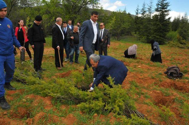 Başkan Akkaya, fidan dikim programına katıldı