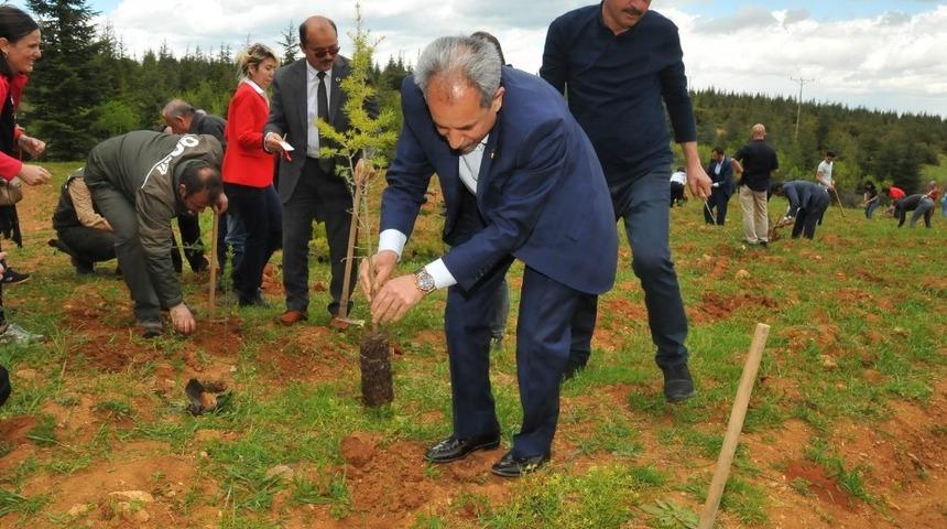 Başkan Akkaya, fidan dikim programına katıldı