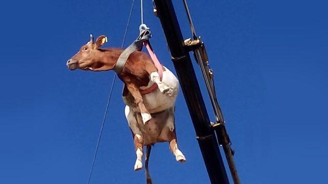 Uçurumdan düşen büyükbaş hayvan kurtarıldı