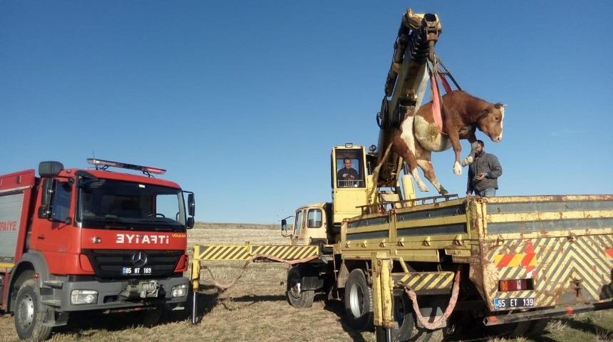 U&ccedil;urumdan d&uuml;şen b&uuml;y&uuml;kbaş hayvan kurtarıldı