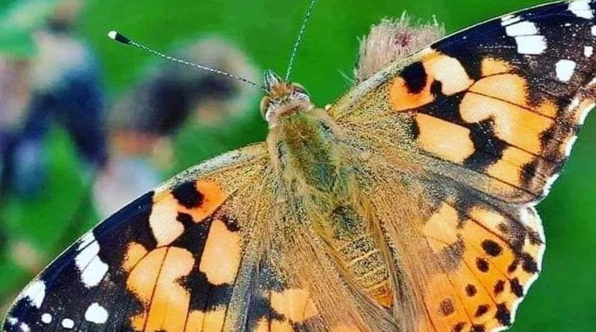 Ordu&rsquo;da &lsquo;diken kelebeği&rsquo; a&ccedil;ıklaması