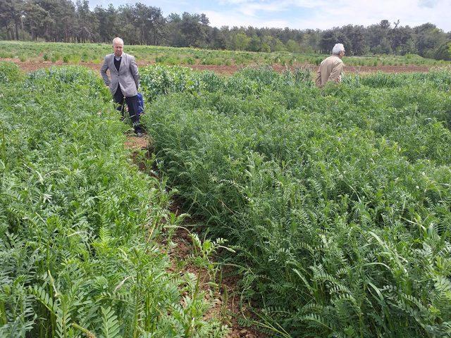 Savaş mağduru korunga bitkisi, anavatanına d&ouml;n&uuml;yor 1