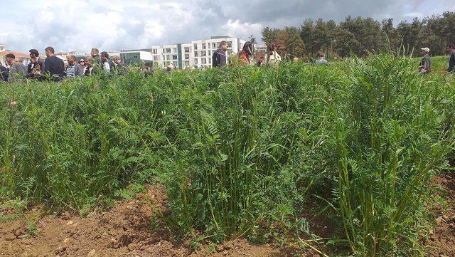 Savaş mağduru korunga bitkisi, anavatanına d&ouml;n&uuml;yor 3