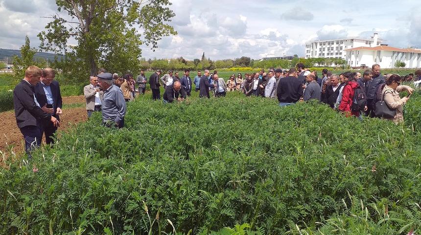 Savaş mağduru korunga bitkisi, anavatanına d&ouml;n&uuml;yor