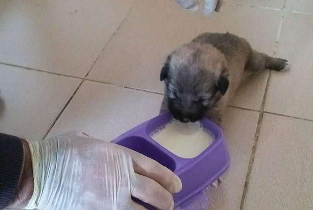 Annesi ölen yavru köpeğe belediye çalışanları sahip çıktı