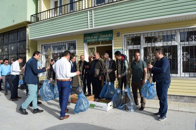 Sungurlu’da tohum ve fidan dağıtımı yapıldı