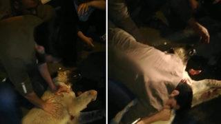 Çarptığı köpeği hayata döndürebilmek için dakikalarca kalp masajı yaptı, başaramadı!
