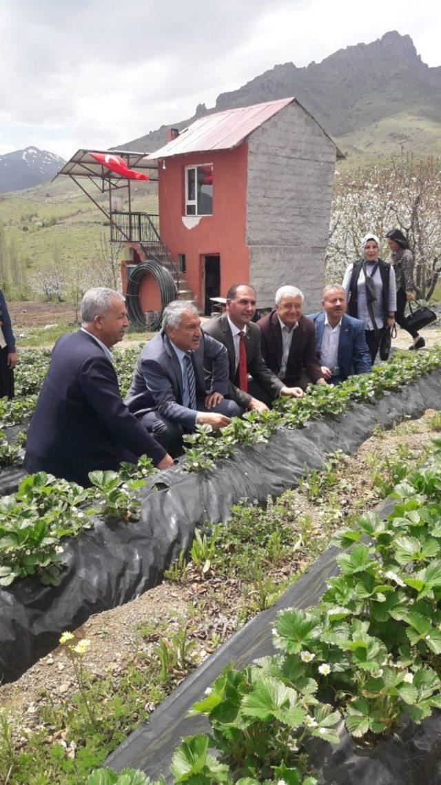 Pozantı’da çiftçiye çilek fidesi dağıtıldı