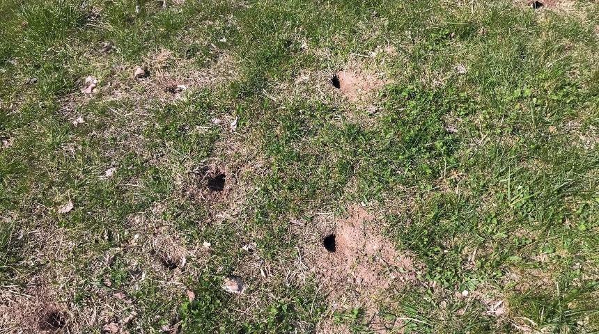 Site sakinlerinin fare isyanı