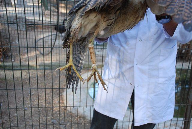 Yaralı olarak bulunan Balaban kuşu tedavi altına alındı