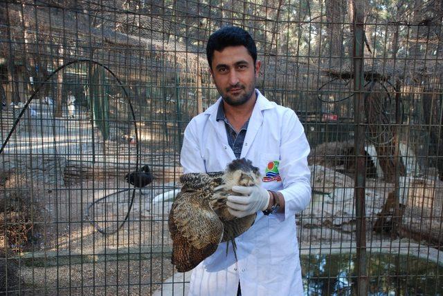 Yaralı olarak bulunan Balaban kuşu tedavi altına alındı