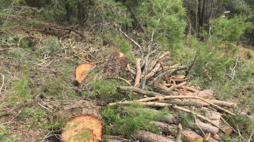 Ormandan ka&ccedil;ak ağa&ccedil; kesti, para cezası yağdı